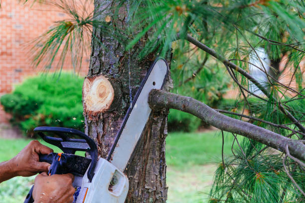 Best Tree Trimming and Pruning  in Rocklin, CA